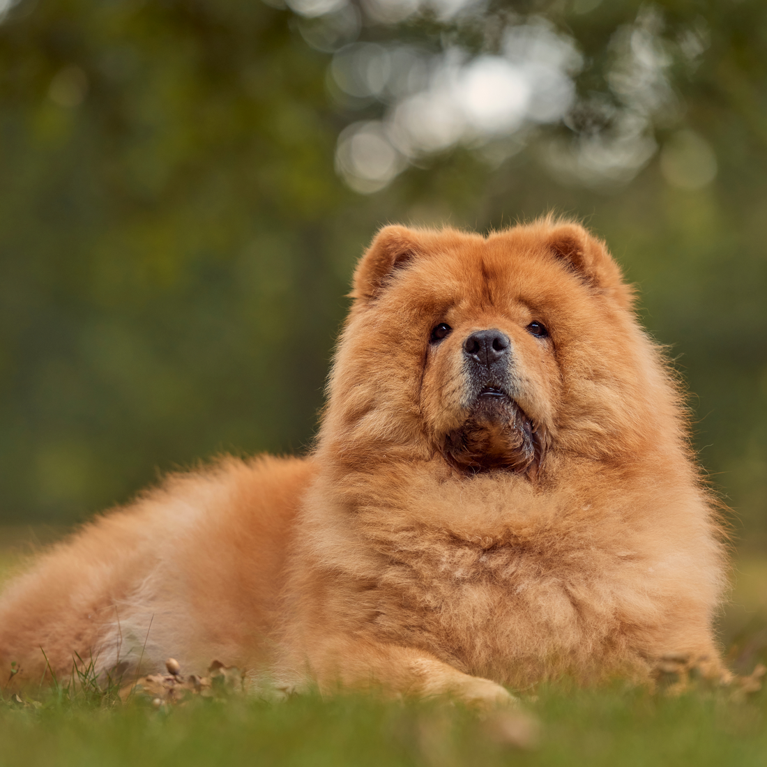 チャウチャウ犬の魅力と飼い方のポイント