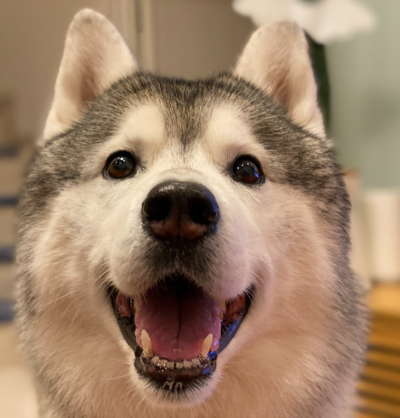 ハスキー犬の魅力