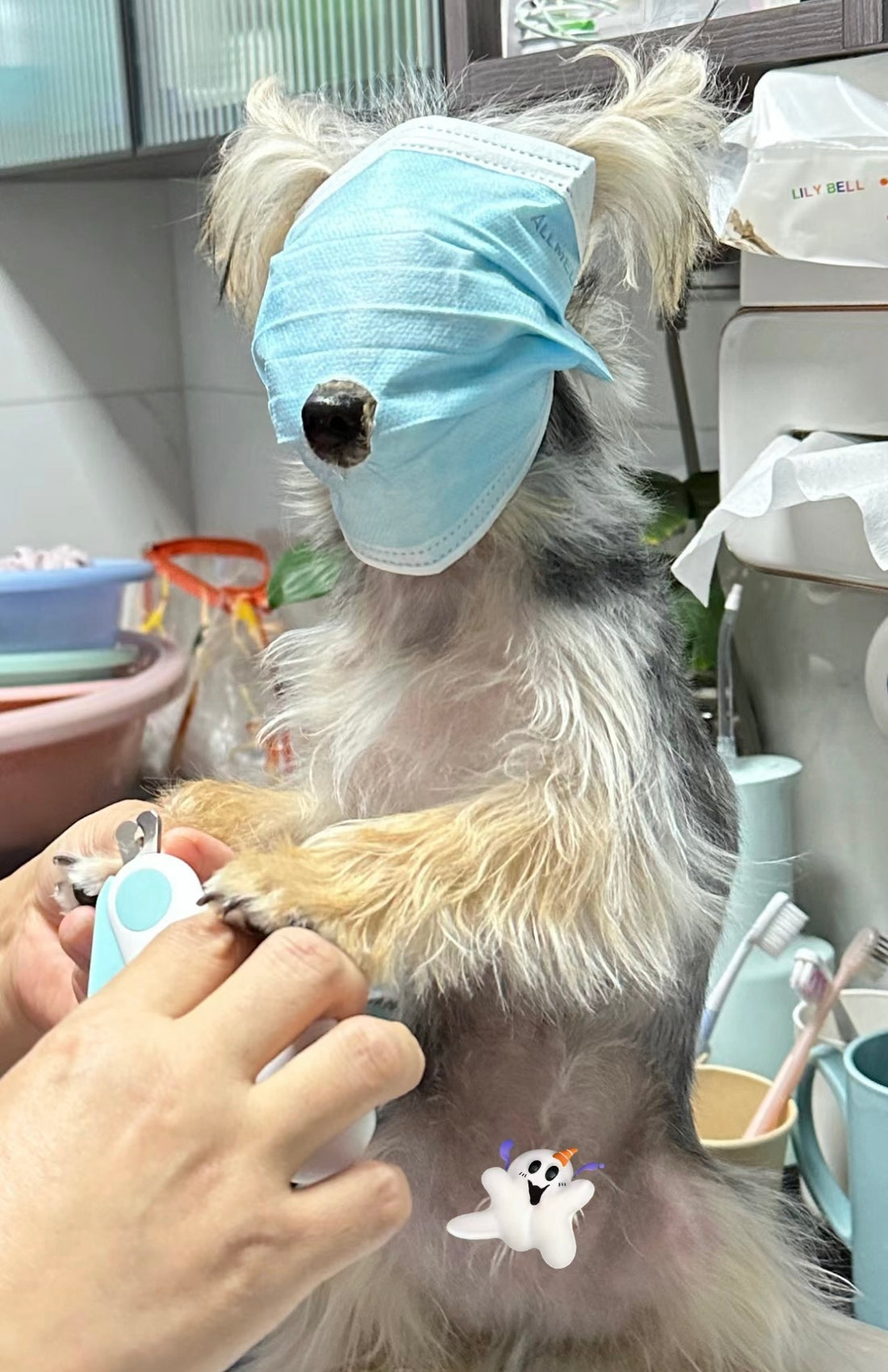 犬の爪の切り方：愛犬の健康を守るための基本ガイド