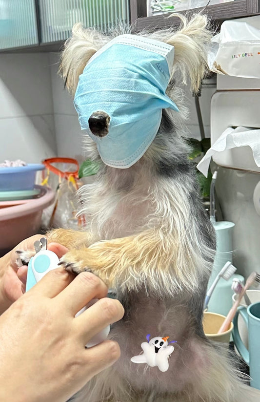 犬の爪の切り方：愛犬の健康を守るための基本ガイド